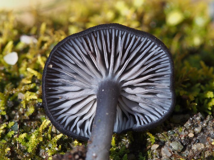 Cortinarius lachanus, Ramaria, and gills of an Entoloma