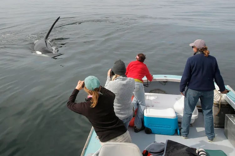 Old Thom Killer Whale