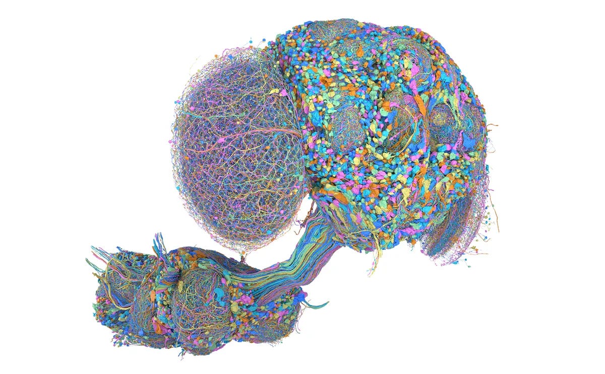 See a map of the male fruit fly brain
