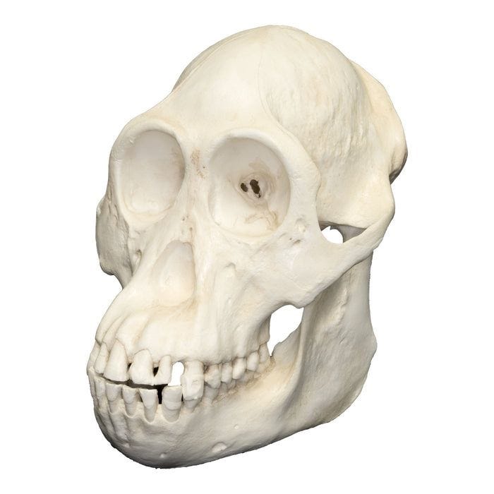 Replica Sumatran Orangutan Skull - Female