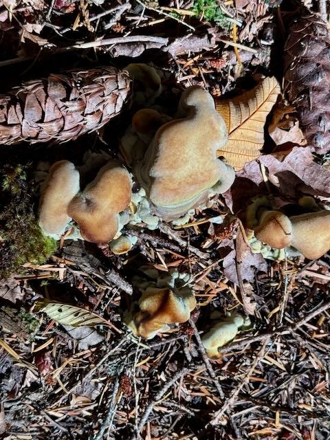 Sword fern, fungi, wild ginger, fungi