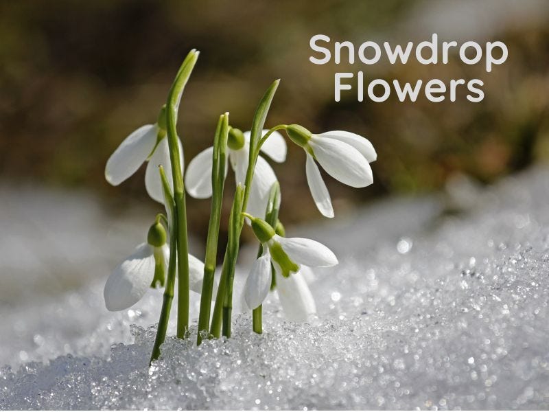 snowdrop flowers blooming through the snow
