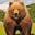 Square Bear's avatar