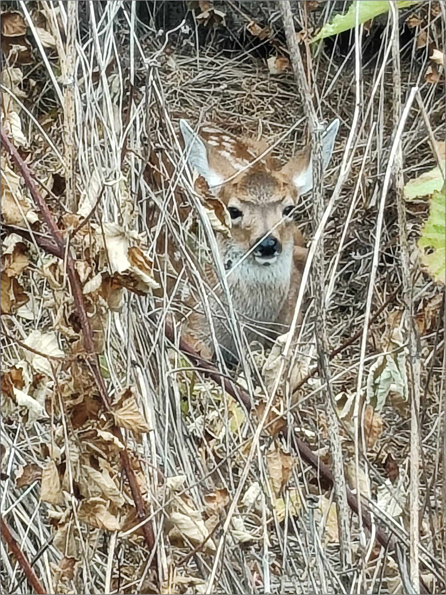 Meet Bucky, our newest field crew member!