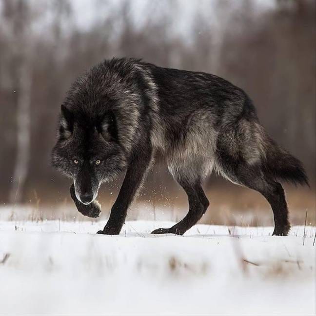 Here's Why Wolf Advocates Are So Vehement – Great Lakes Wildlife Allianc