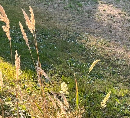 Spikes of long grass crown through the golden light, next to a shadowed plot of grass.
