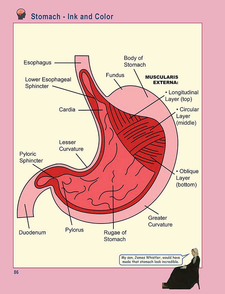 A few pages from the PDF Draw the Stomach download