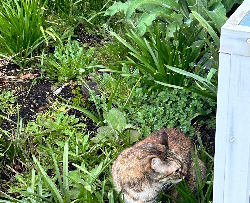 My Cat Has Lymphoma