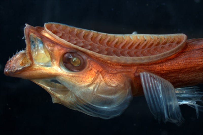 Remora SI.jpg