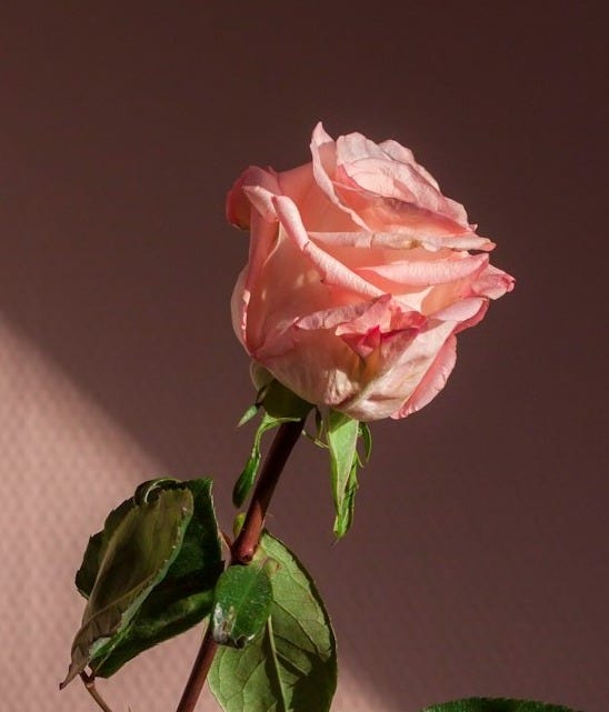 pink flower