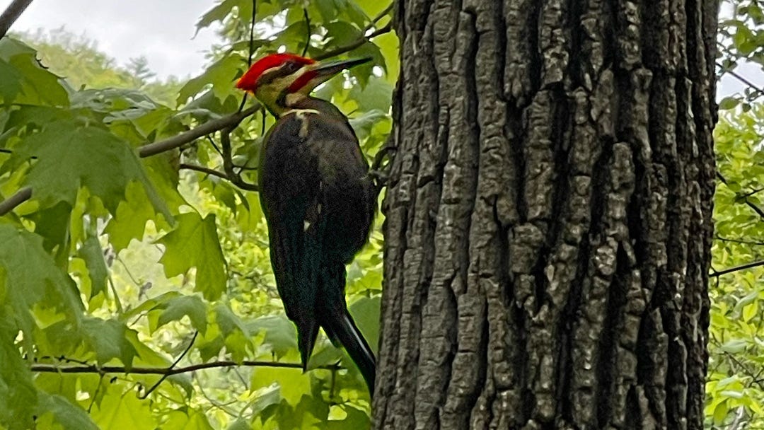 a beautiful bird, holding on to a tree, it's head with a bright red stripe, and more black and white stripes. a beautiful bird, holding on to a tree, it's head with a bright red stripe, and more black and white stripes.