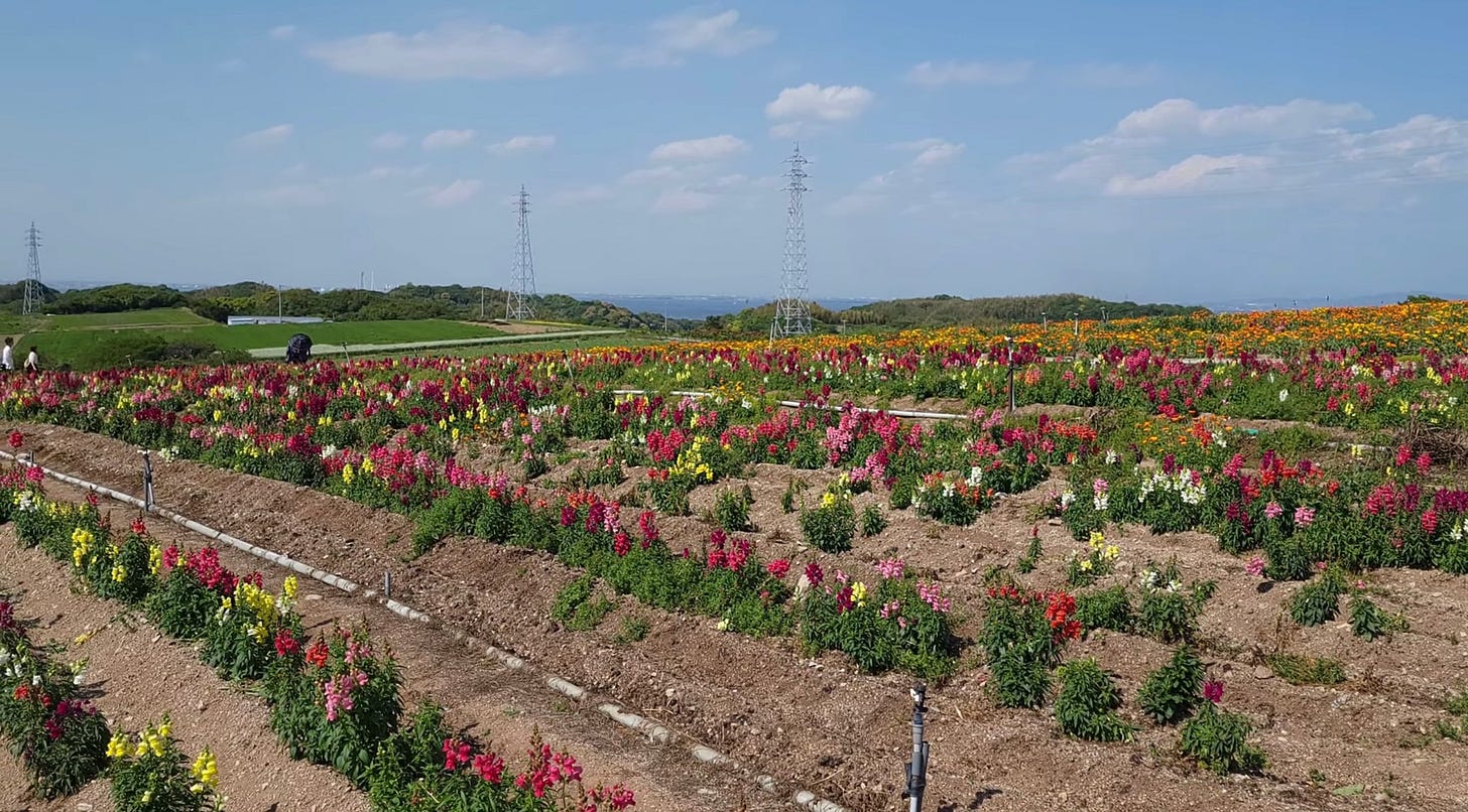 Here's a photo from Cherrygrove City, located in Minamichita as part of Alex's tour of Johto