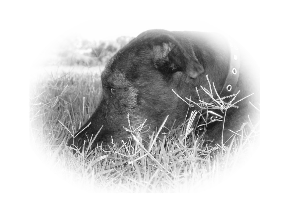 Artwork for Judy Canon