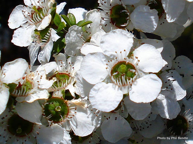 Manuka Flowers