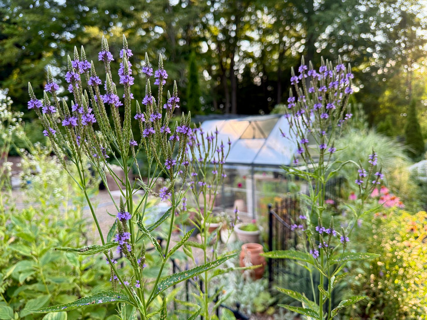 Verbena hastata is one native in the Long Border that I look forward to each year! It is beautiful and so tall. 