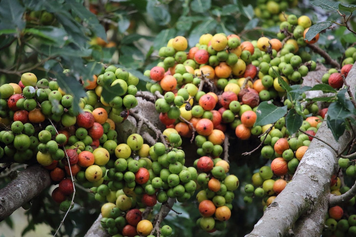 Ficus racemosa [Cluster Fig - Fruit - ATLAS - I. Daniels 2017].jpeg