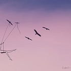 harvest your life before it dies on the vine