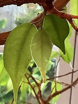 Ficus Leaves