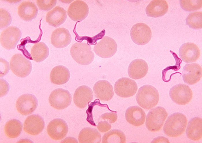 Trypanosoma - Wikipedia