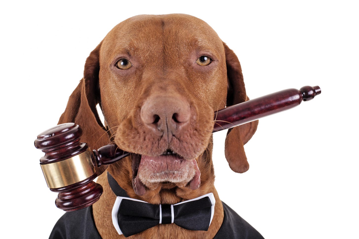Dogs And The Law - What You Should Know | Puppy School