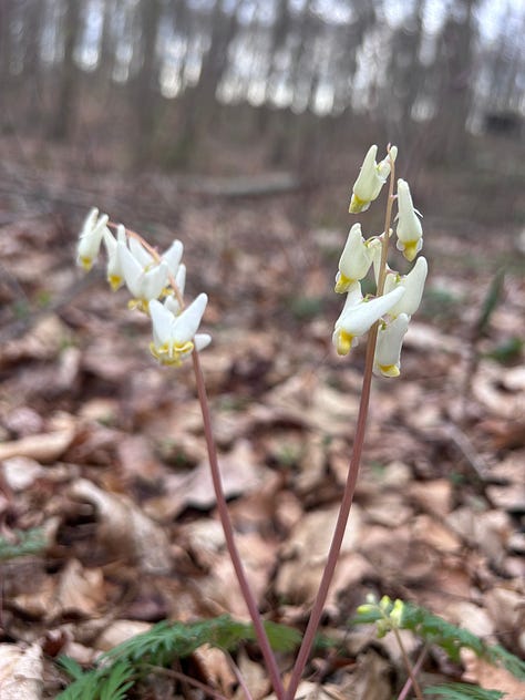 Hepatica; Early Blue Cohosh; Dutchman's Breeches; Bluets; Bloodroot; Trillium