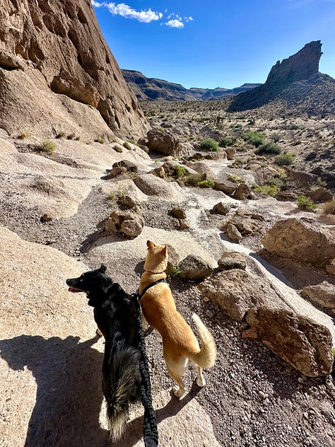 Desert landscapes, petroglyphs, cactus flower, campsite, and dogs