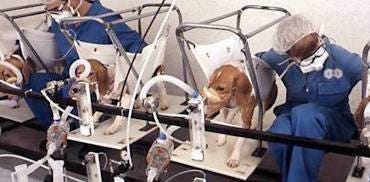Lab Beagels Lab Beagels