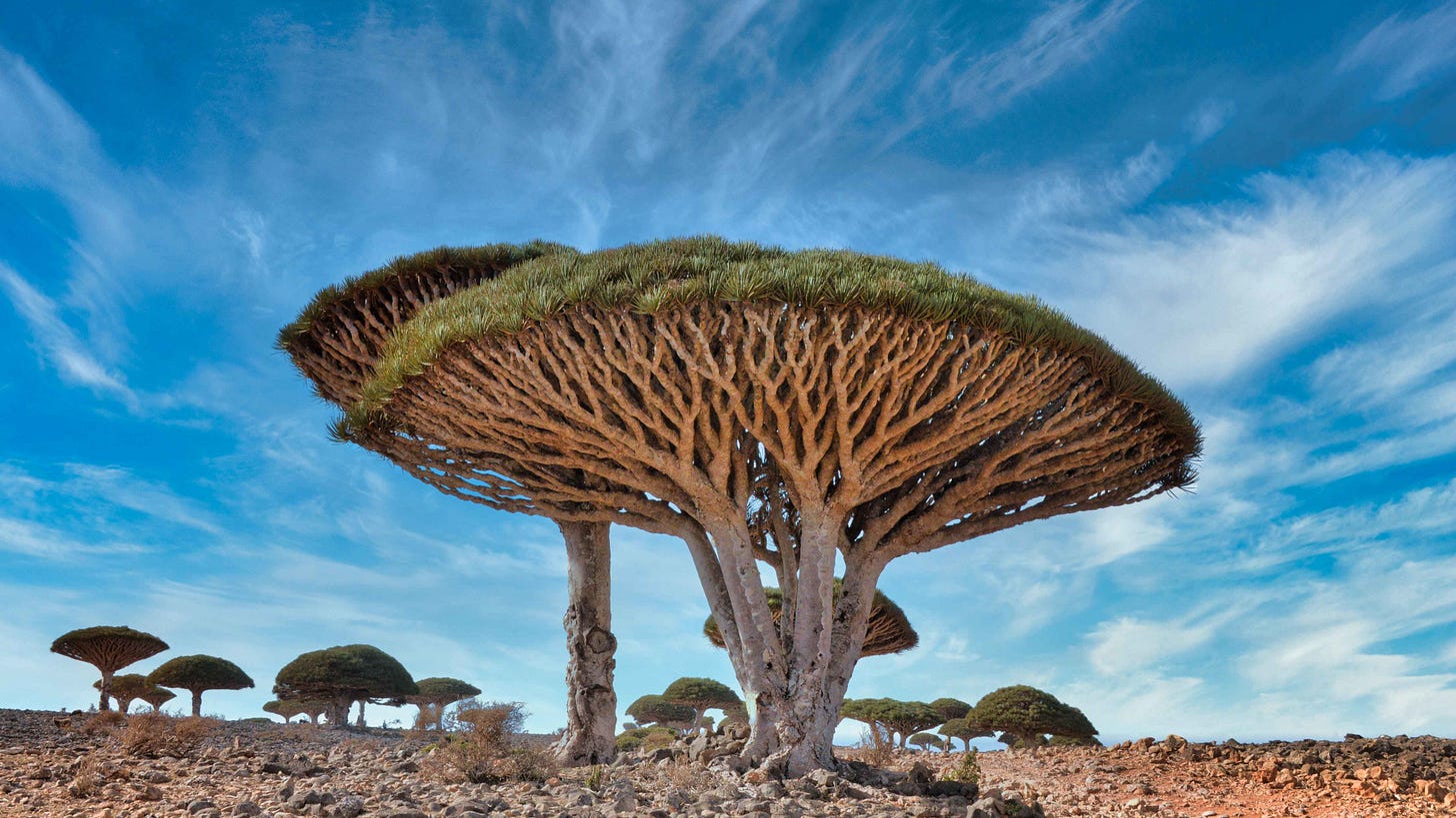 Blood Is Life — The Amazing Dragon's Blood Tree • The Revelator