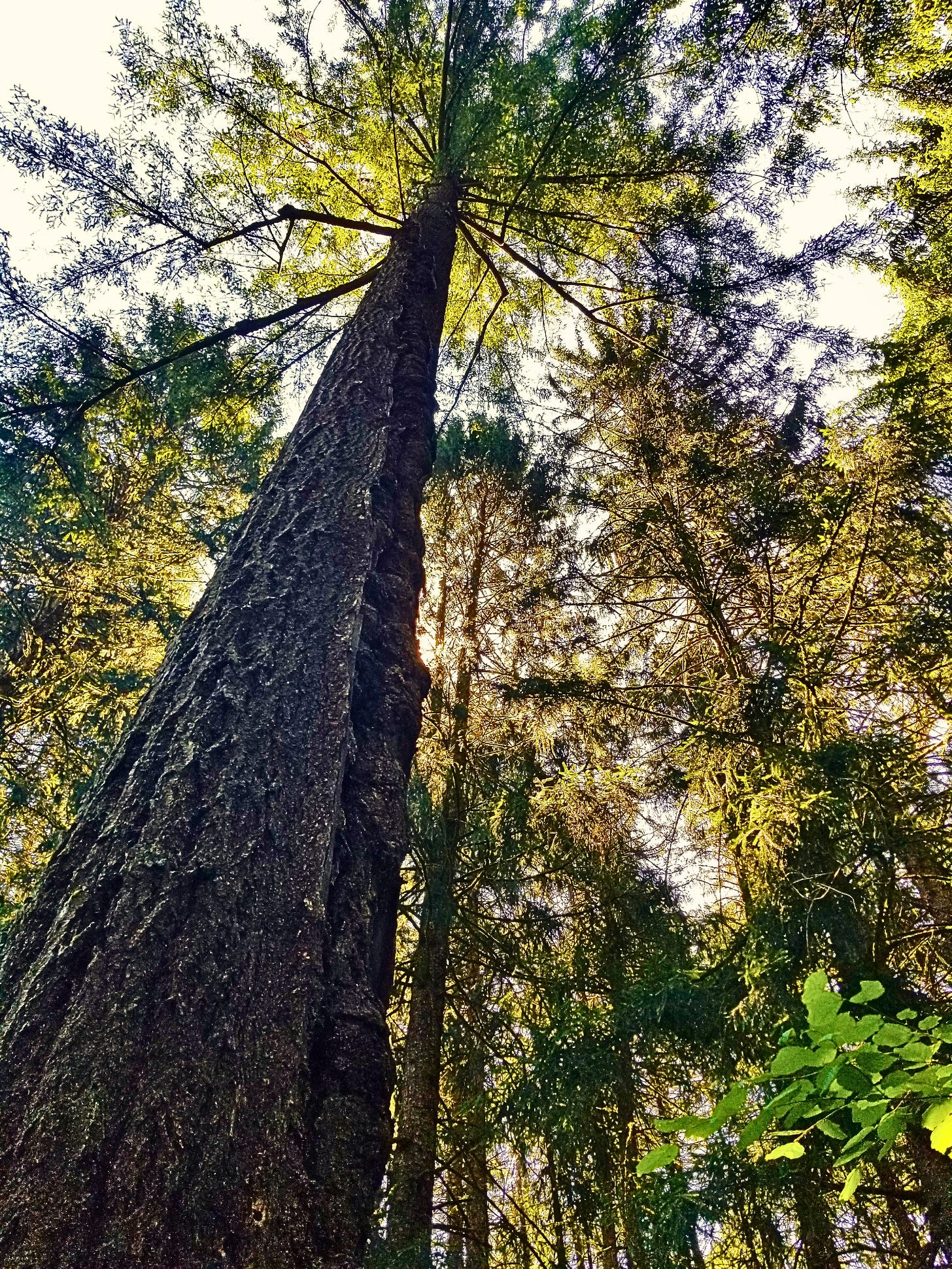 A tall Douglas Fir stands in the foreground with a lightning strike scar on the trunk. She is surrounded by other plants and trees, and the blue sky is above. A tall Douglas Fir stands in the foreground with a lightning strike scar on the trunk. She is surrounded by other plants and trees, and the blue sky is above.