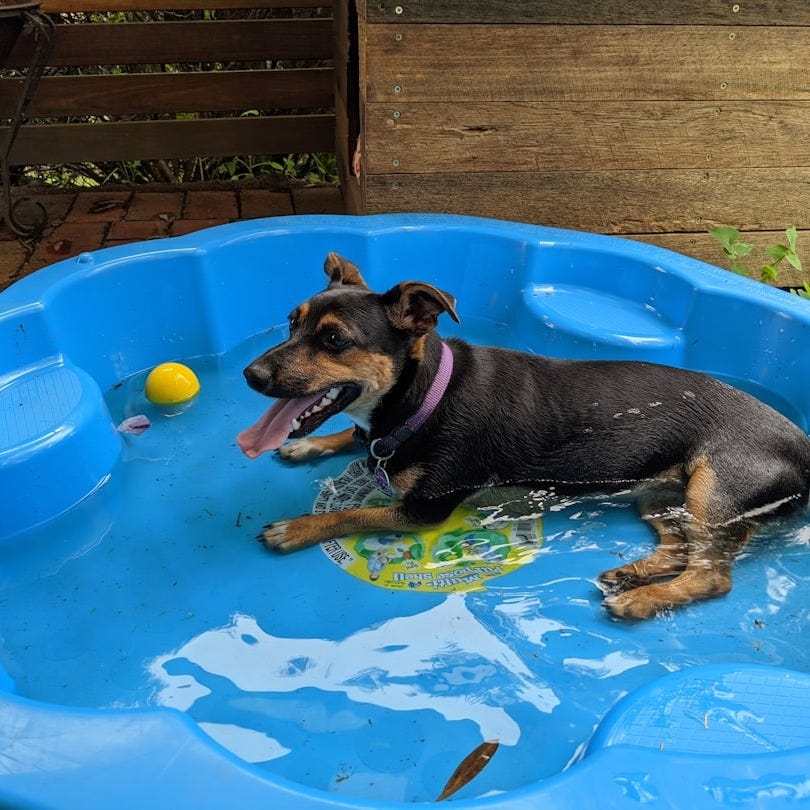 black and tan short coat small dog on blue round inflatable pool black and tan short coat small dog on blue round inflatable pool