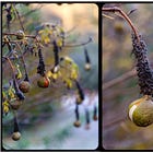 Green Wednesday: Building Community and Noticing Nature’s Fall Clues