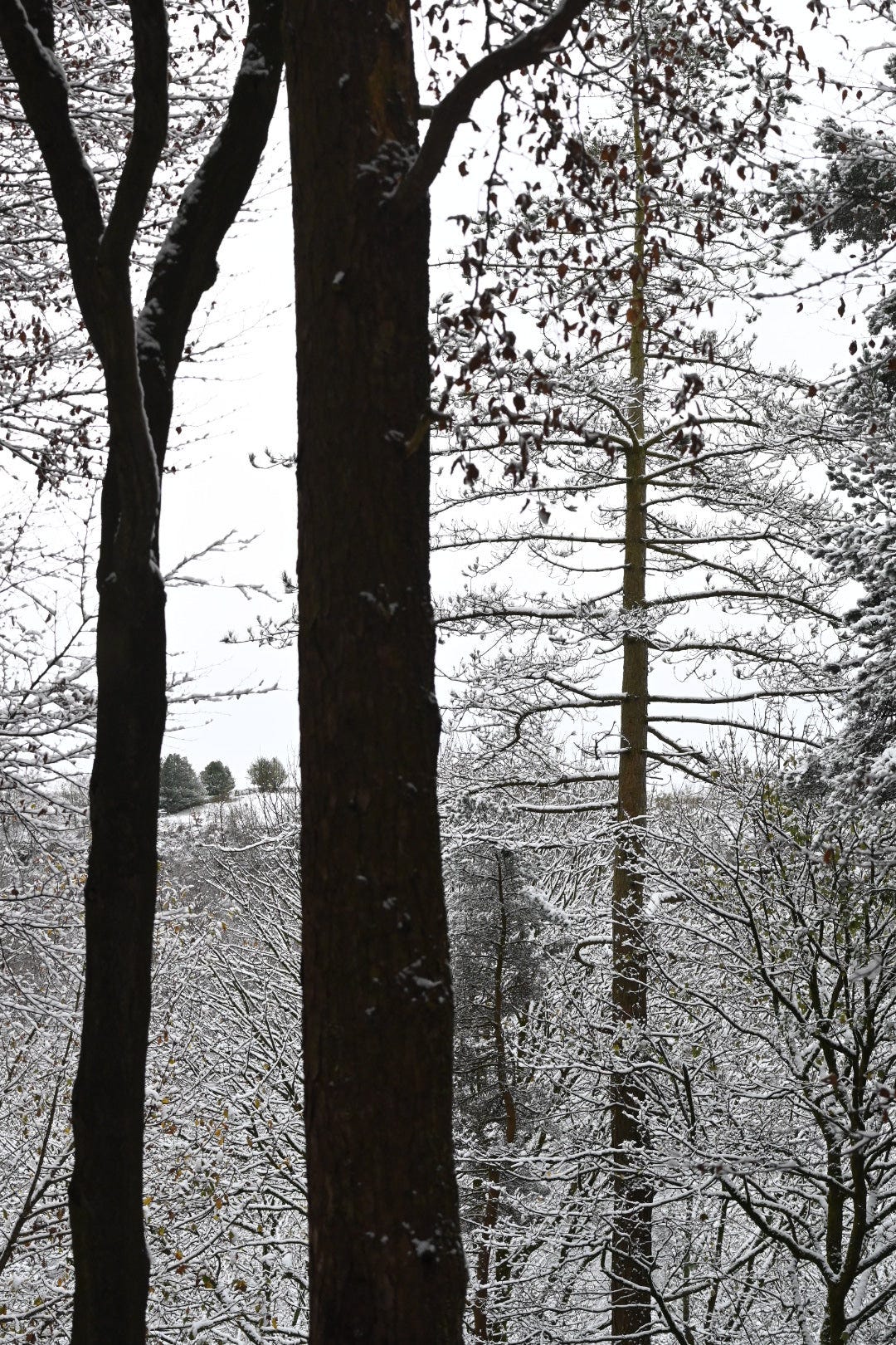 tall straight pine hardcastle crags