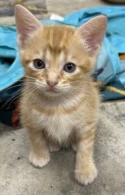 Orange kittens for adoption in Lindale