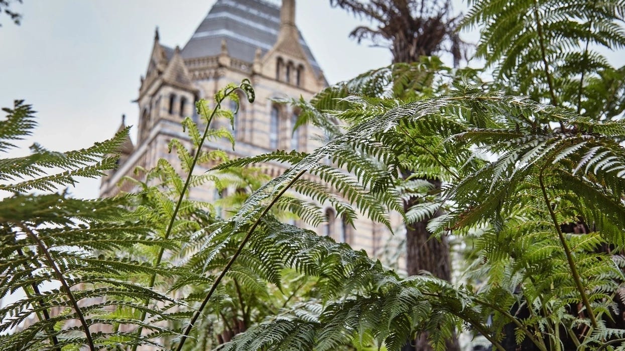 Tall ferns in front of Natural History Museum in London under a cloudy sky.