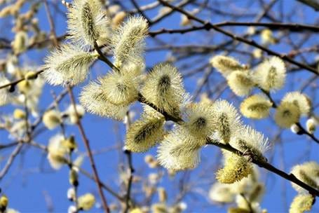 Willow Catkin Nature Winter - Free photo on Pixabay