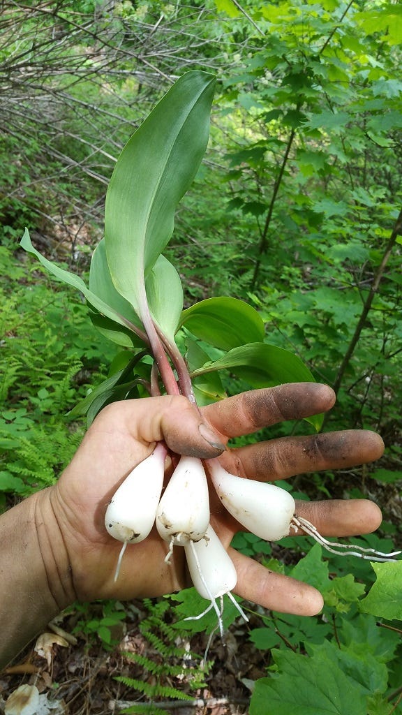 Ramp bulbs with the rhizome broken off and left in the ground (Vermont, June 2016)