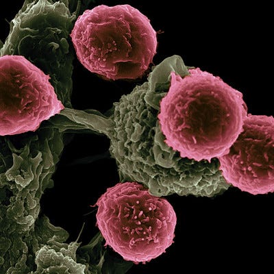 Immune cells Immune cells