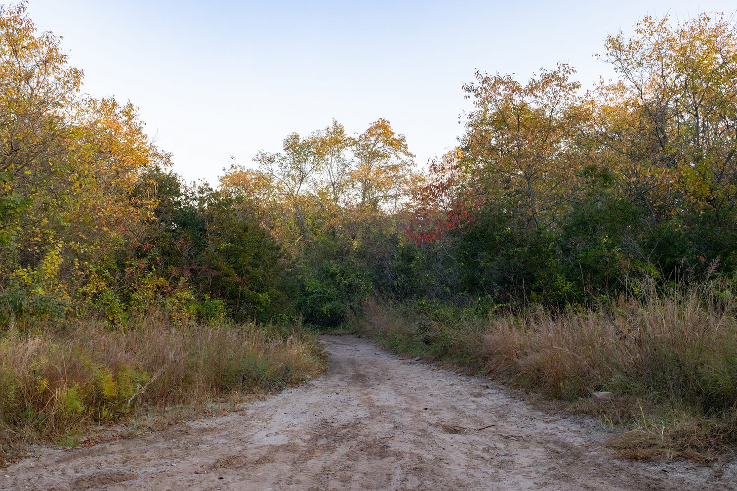 a sandy path through a low, shrubby woodland. there is grass in the front but in the back are some greener thick bushes, some mid-sized trees in the back, but nothing is very tall. the trees have some fall color. a sandy path through a low, shrubby woodland. there is grass in the front but in the back are some greener thick bushes, some mid-sized trees in the back, but nothing is very tall. the trees have some fall color.