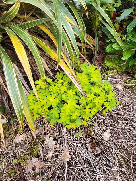 Six pictures showing cherry blossom, plants with dead leaves and new growth, first leaves from newly planted trees, and flowers on shrubs