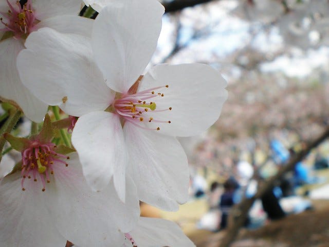 Sakura at Shinjuku Gyoen Park Sakura at Shinjuku Gyoen Park