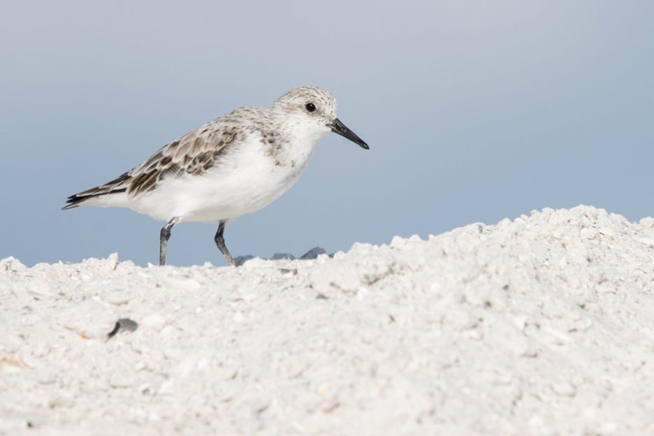 The image shows a small, gray-white bird with a black beak, standing on a rocky, gravelly surface against a clear, blue sky.
AI-generated content may be incorrect.