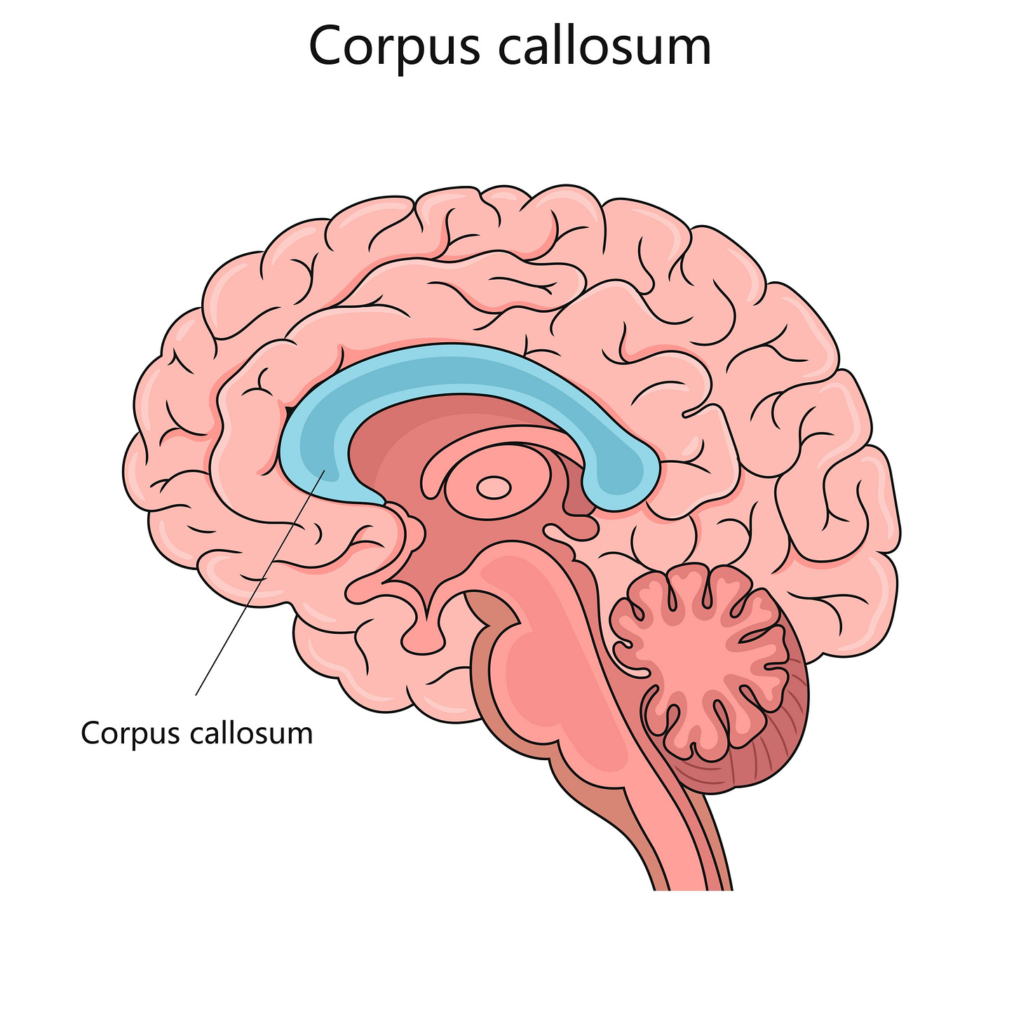 the corpus callosum in the human brain, AI generated the corpus callosum in the human brain, AI generated