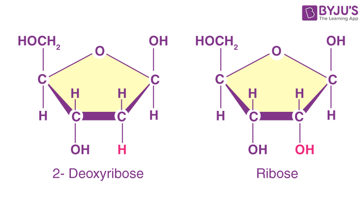 Difference Between Deoxyribose And Ribose - An Overview Difference Between Deoxyribose And Ribose - An Overview