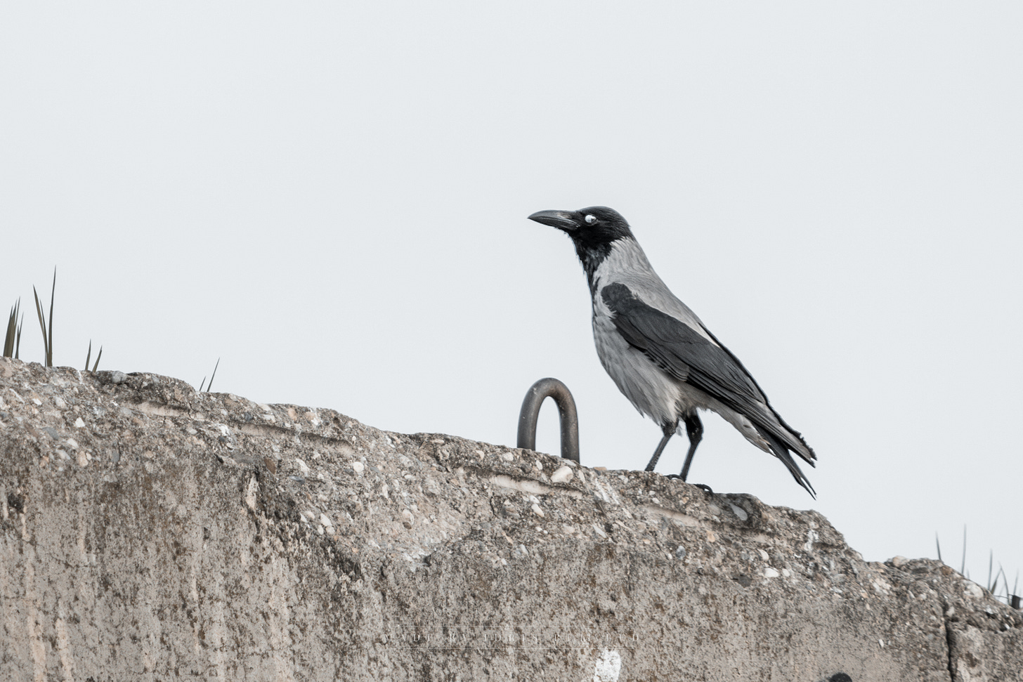 Hooded Crow 