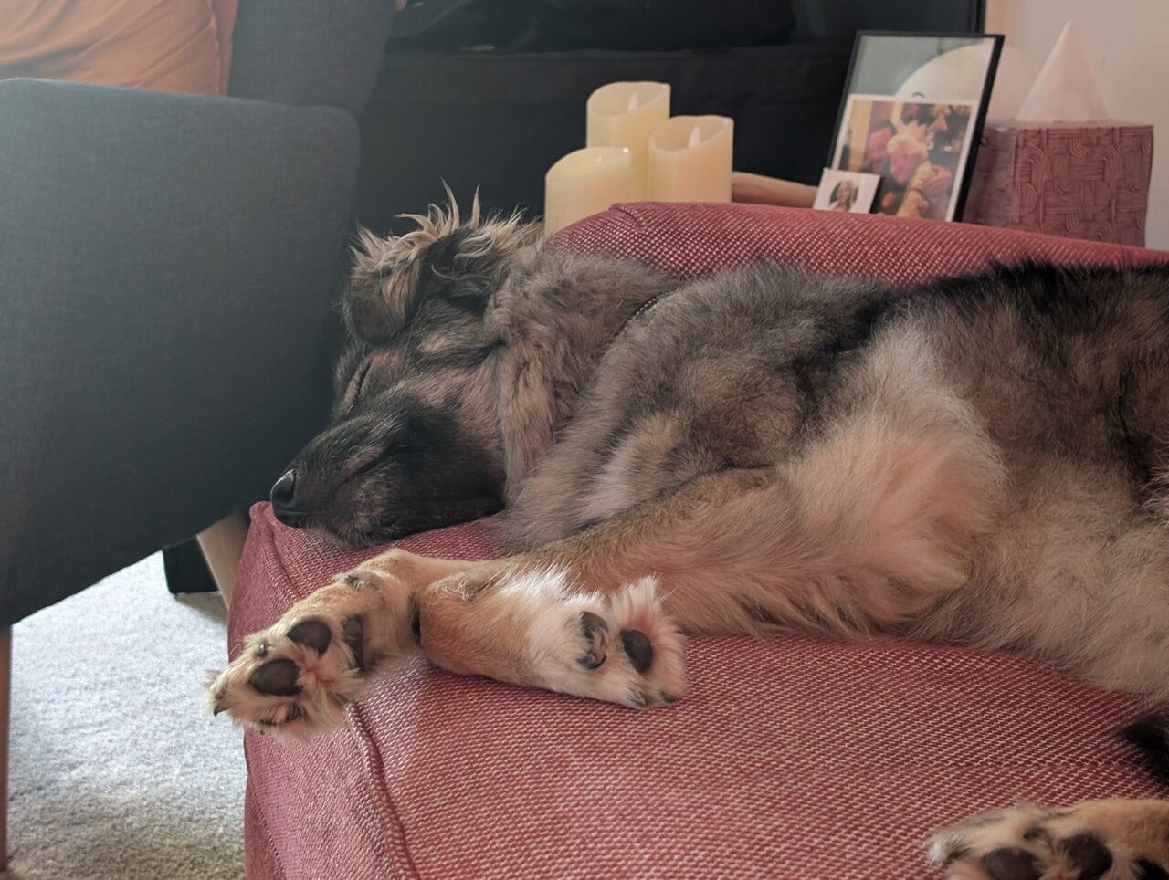 Mera asleep on the sofa