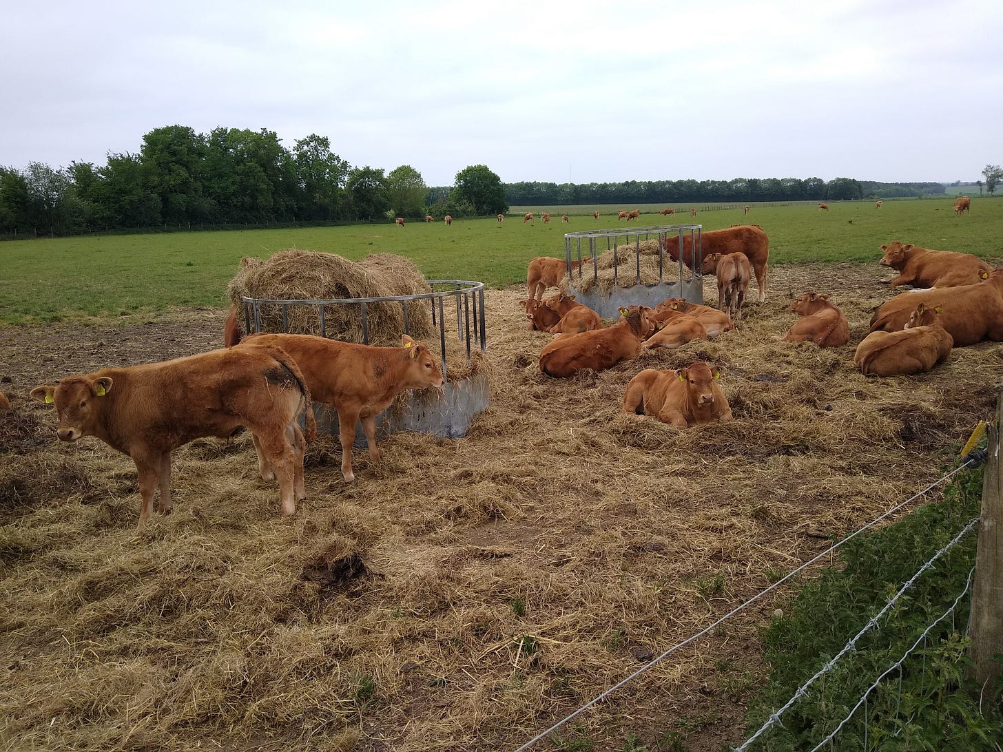 May be an image of grass