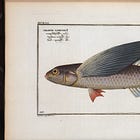 Welcome to “The Flying Fish” Substack