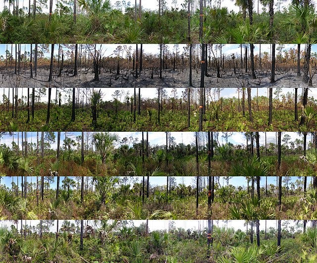 Prescribed Fire Transition Panoramic