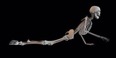 334 Crawling Skeleton Videos