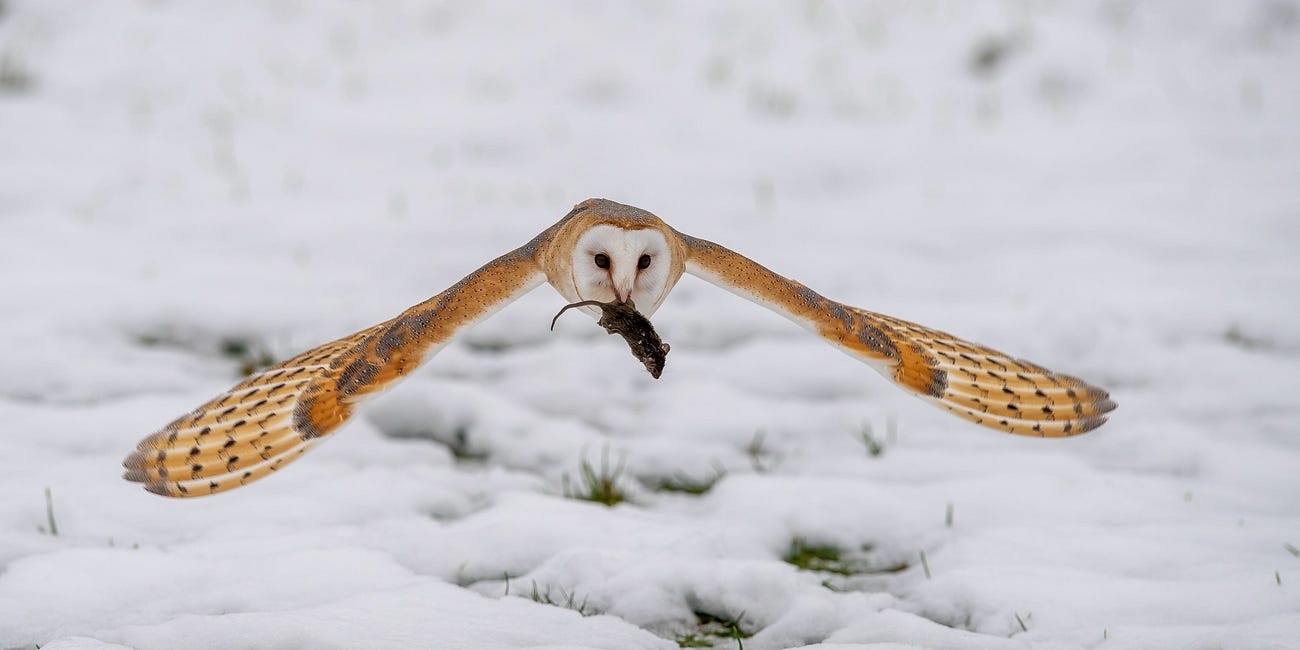 Hear the barn owl screech